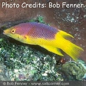 Bodianus rufus