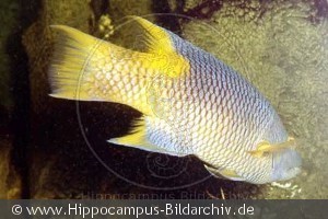 Bodianus rufus