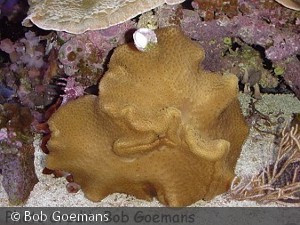 Sarcrophyton elegans