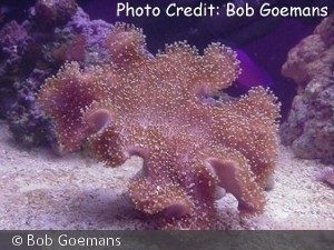 Sarcophyton glaucum