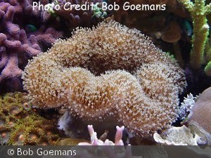 Sarcophyton trocheliophorum