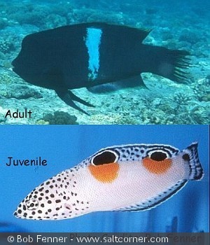 Coris aygula