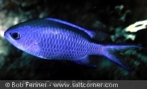 Chromis cyaneus