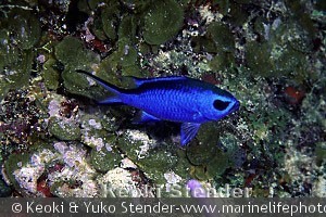 Chromis cyaneus , Grand Bahama