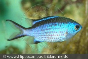 Chromis cyaneus
