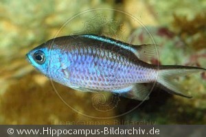 Chromis cyaneus