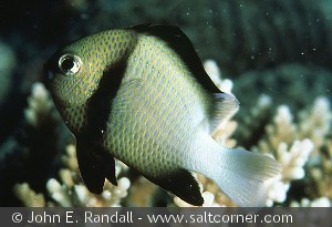Dascyllus carneus