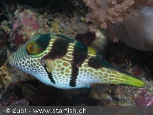 Canthigaster valentini