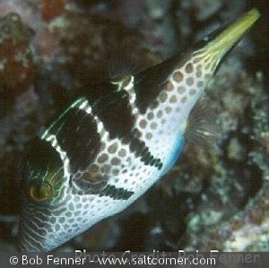 Canthigaster valentini