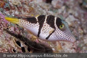 Canthigaster valentini