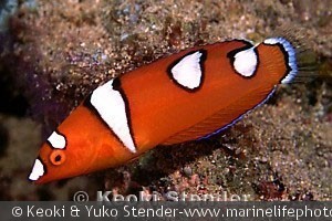 Coris gaimard , ungfisk, Ke'ei, Hawaii