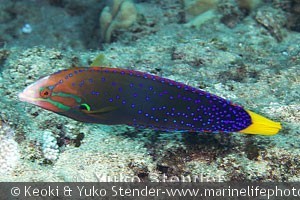 Coris gaimard, hun, Kahe Point, Oahu