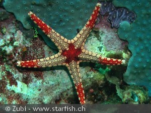 Fromia monilis