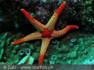 Fromia monilis