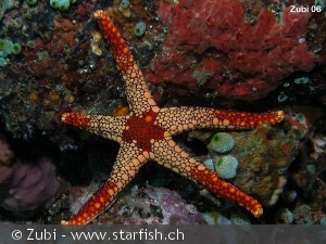 Fromia monilis