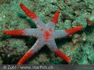 Fromia monilis