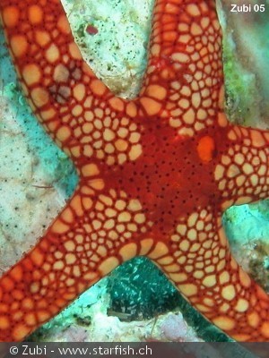 Fromia monilis