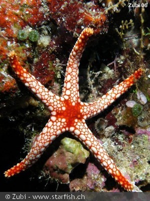 Fromia monilis