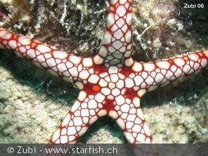 Fromia monilis
