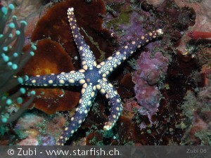 Fromia monilis