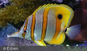 Chelmon rostratus