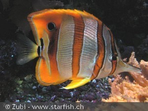 Chelmon rostratus
