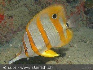 Chelmon rostratus