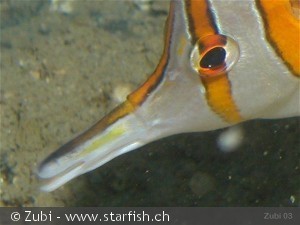 Chelmon rostratus