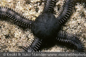 Ophiocoma erinaceus, Punalu'u, Oahu