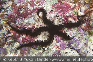 Ophiocoma erinaceus, Makapu'u tidepool, Oahu