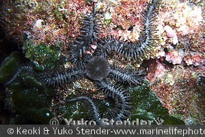 Ophiocoma erinaceus, Makapu'u tidepool, Oahu