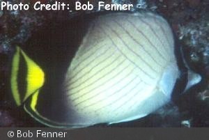 Chaetodon decussatus