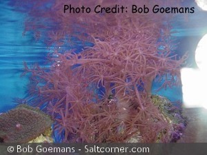 Xenia umbellata