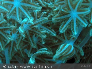 Xenia actuosa