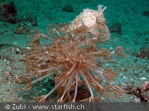 Xenia sp.