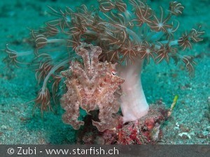 Xenia sp.
