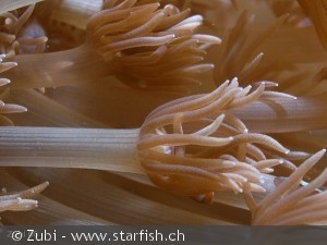 Xenia sp.