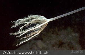 Xenia sp., tentakel