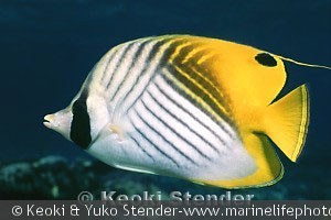 Chaetodon auriga, Kahalu'u, Hawaii