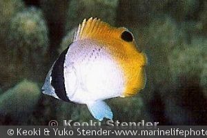 Chaetodon auriga, Utulei, Samoa ungfisk