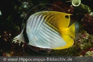 Chaetodon auriga