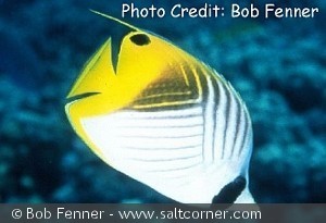 Chaetodon auriga