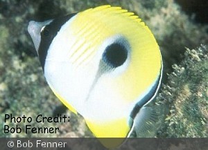 Chaetodon unimaculatus