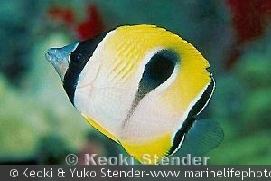 Chaetodon unimaculatus ungfisk, Moku Manu, Oahu