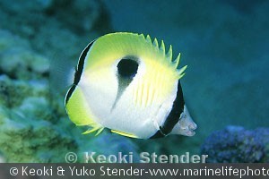 Chaetodon unimaculatus, Ahihi Bay, Maui