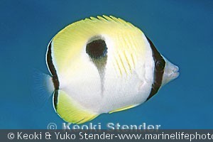 Chaetodon unimaculatus, Manana Island, Oahu