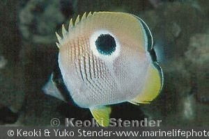 Chaetodon unimaculatus, natbillede, Hau'ula, Oahu