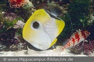 Chaetodon unimaculatus