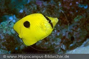 Chaetodon unimaculatus