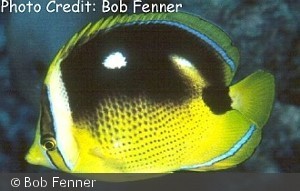 Chaetodon quadrimaculatus